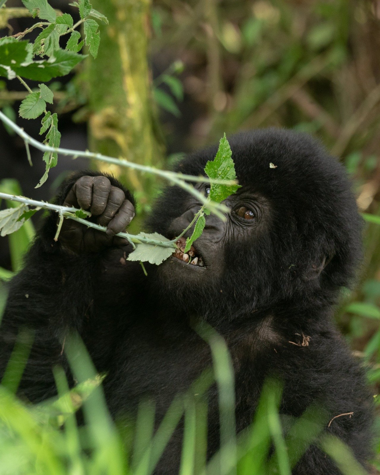2-Day Fly-In Gorilla Trekking Safari
