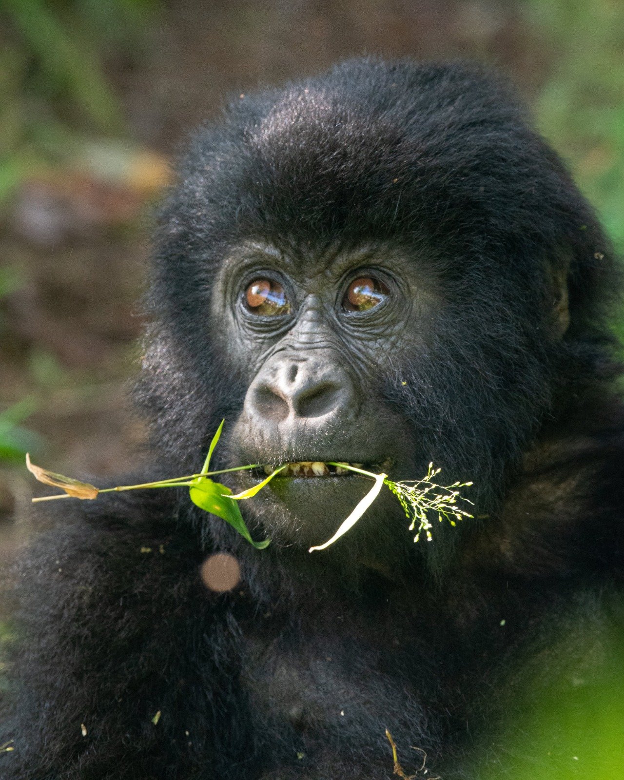 5-Day Primate Paradise & Wildlife Wonders Safari